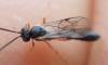 Campopleginae inconnu